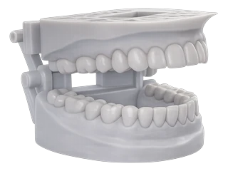 Custom dental model