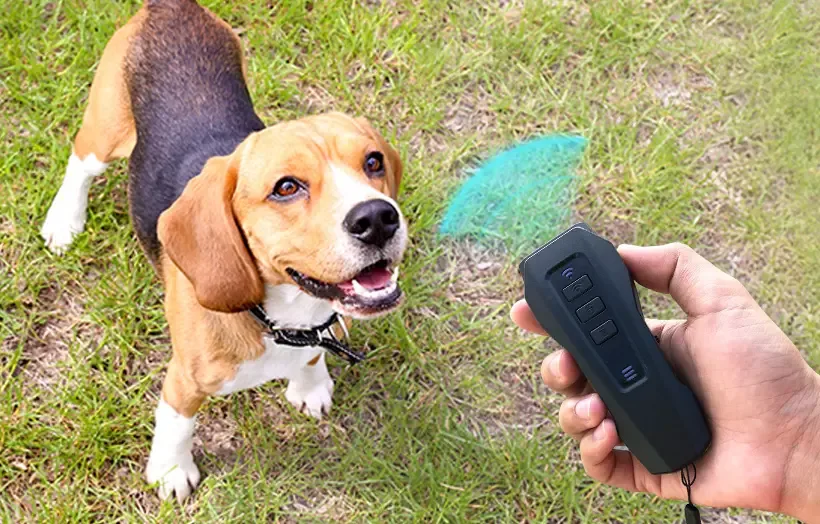 A hand holds the BarxBuddy trainer while a beagle looks up from the grass
