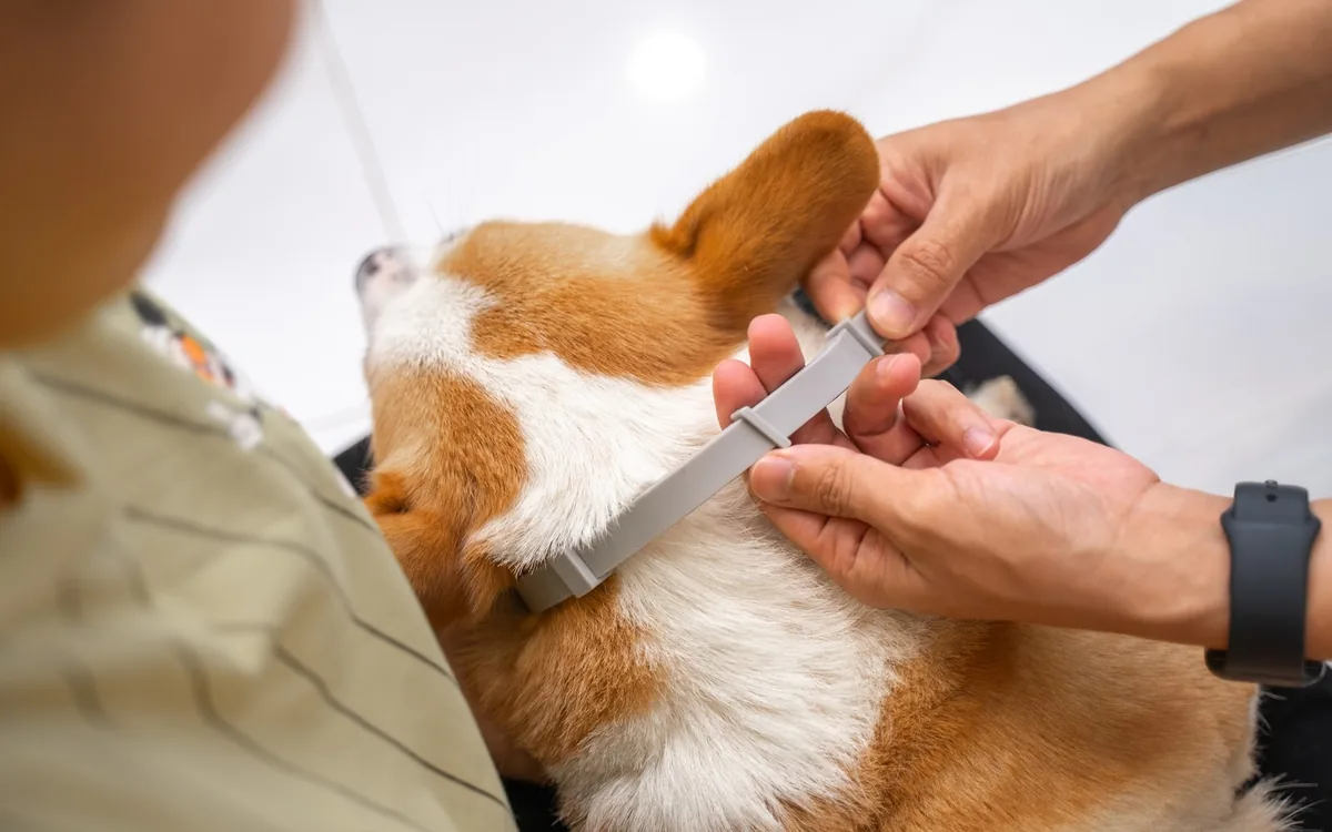 Two hands clip the gray BiteShield unit onto a corgi's collar